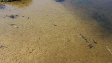 Fazouro, Galiçya, İspanya 'da Ouro nehrinde balık