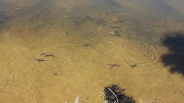 Öğlen vakti İspanya 'nın Foz şehrinde Ouro nehrinde balık görüldü.