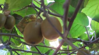 Kivi ağaçlarımda bir sürü kivi var.