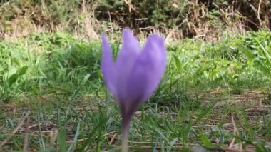 Rüzgâr yerde bir menekşe çiçeğini hareket ettirir