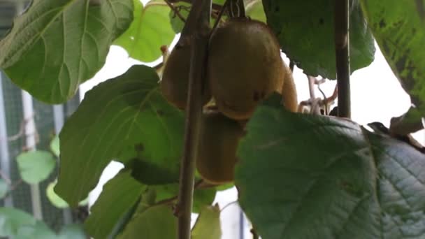 Die Kiwis Meinem Obstgarten Wachsen Schnell — Stockvideo