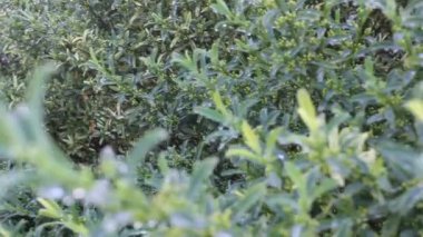 Bahçemin bitkilerine yağmur damlaları damlıyor