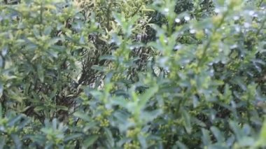 Kırsaldaki bir bahçede yağmurlu bir gün