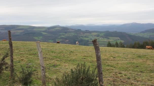 加利西亚山上的棕色奶牛 — 图库视频影像