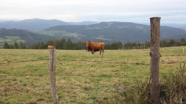 Vacas Nas Montanhas Galiza Espanha — Vídeo de Stock