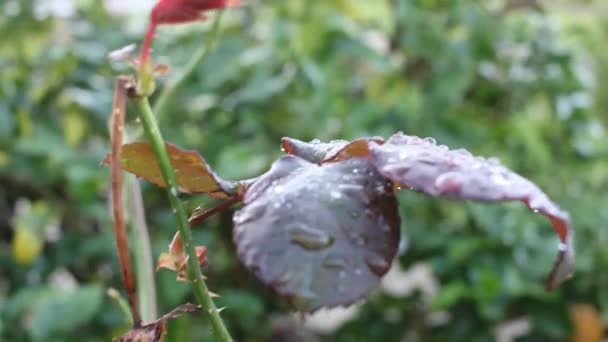 Rainy Day Garden — Stockvideo