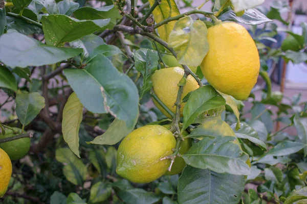 organic lemons in a lemon tree at home