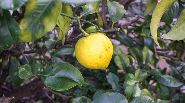 an organic and tasty lemon at a lemon tree at home