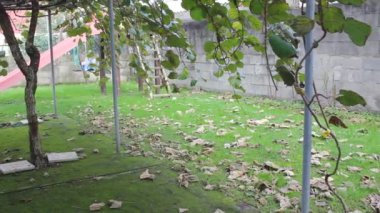 kivi yaprakları çimlerin üzerinde ve köpeğim onları eziyor.