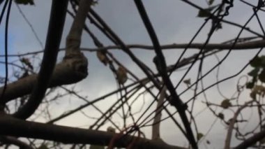 Aralık 'ta kivi ağaçlarını budamak