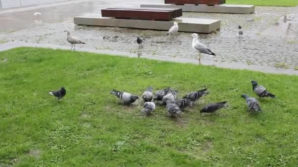 Gołębie Jedzące Nasiona Trawie Deszczowe Dni — Wideo stockowe