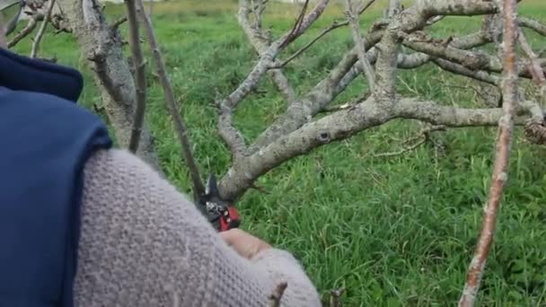 Viejo Hombre Poda Kiwi Árboles Jardín — Vídeos de Stock