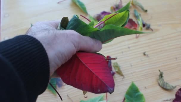 触摸复活节植物的叶子 — 图库视频影像