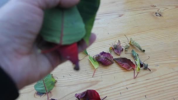 用我的手触摸复活节植物的叶子 — 图库视频影像