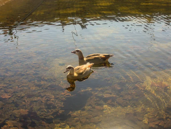 Madrid 'de Manzanares nehrinde yüzen birkaç ördek.