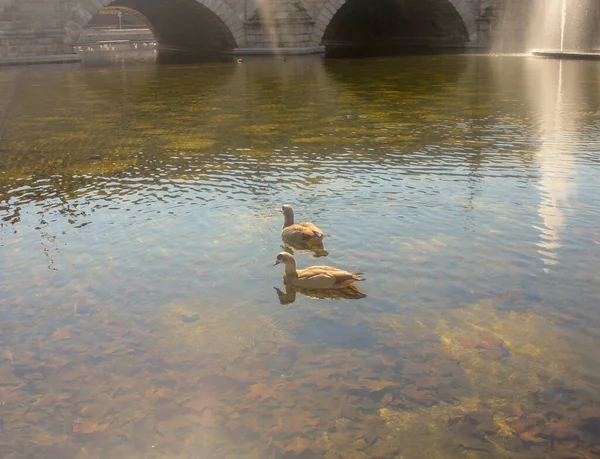 Two Ducks Swimming River Manzanares Madrid Close Bridge — Stock Photo, Image