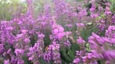 Güzel pembe, vahşi çiçekler rüzgarla hareket ediyor.