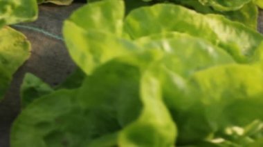 Seramda organik marullar