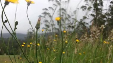 Vilakamppa, İspanya. Dağlarda rüzgarlı bir gün