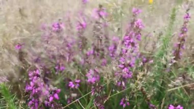 Rüzgarla hareket eden yabani çiçekler.