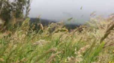 Rüzgar Vilakamppa dağlarında esiyor.