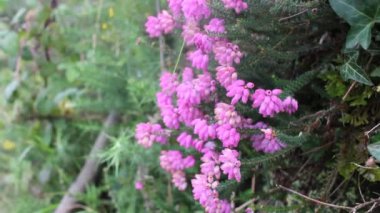 Rüzgâr dağlarda pembe çiçekler açıyor.