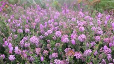 Dağlarda esen rüzgar yabani çiçekleri hareket ettiriyor.