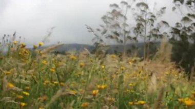 İspanya 'daki Vilakamppa dağlarında rüzgar.