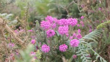 İspanya 'da Vilakamppa' da rüzgar, dağlarda