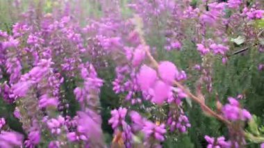 İspanya Valadouro 'da rüzgarla savrulan yabani çiçekler.