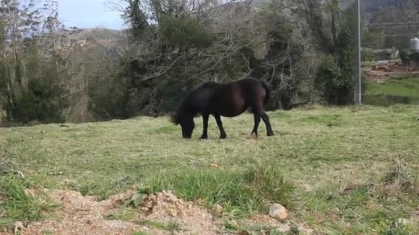 Spanya Valadouro Dağlarında Otlayan Siyah Vahşi Bir — Stok video