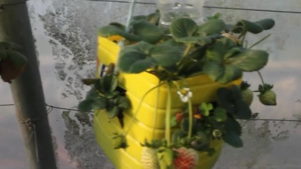Plastiktöpfe Zum Erdbeeranbau Selbst Machen — Stockvideo