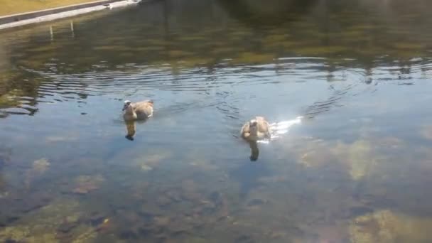 西班牙首都曼萨纳雷斯河中的鸭子 — 图库视频影像