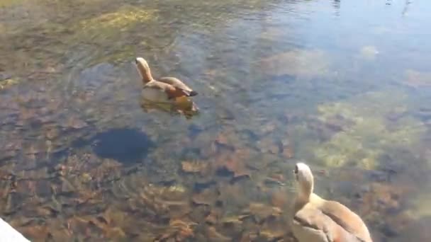 马德里曼萨纳雷斯河中的鸭子 — 图库视频影像