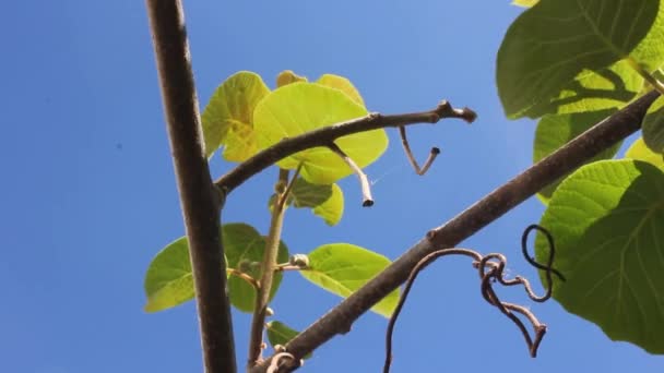 奇异果叶子在风中摇曳 — 图库视频影像