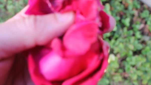 Růžové Okvětní Lístky Růže Ruce — Stock video