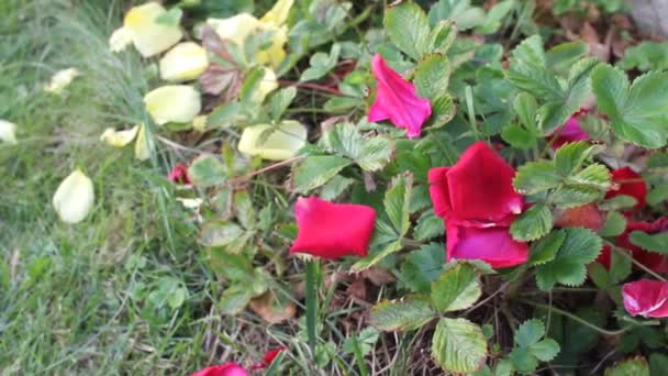 Пелюстки Троянд Землі Над Зеленим — стокове відео