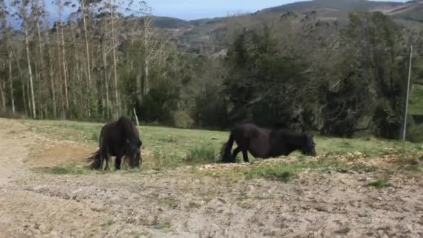 Due Cavalli Selvatici Sulle Montagne Valadouro — Video Stock