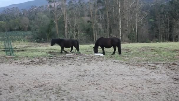 Two Black Horses Grazing Mountains — Stock Video