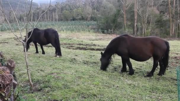 Two Wild Black Horses Mountains — Stock Video