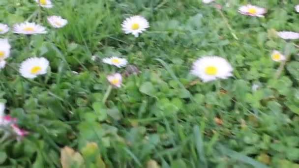 Vilda Blommor Min Trädgård — Stockvideo