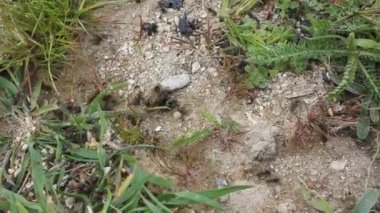 Büyük karıncalar dağlarda çok çalışıyor.