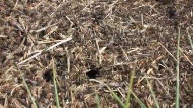 Karınca yuvasında çılgınca hareket eden karıncalar