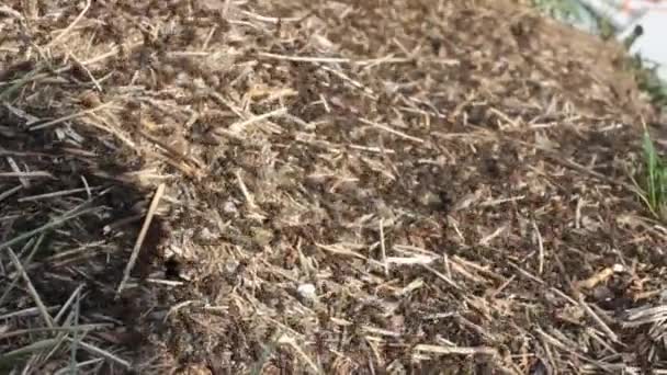 群山中的蚂蚁群 — 图库视频影像