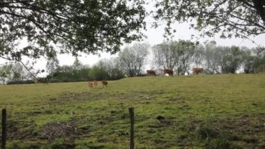 İspanya, Galiçya 'da bir tarlada inekler