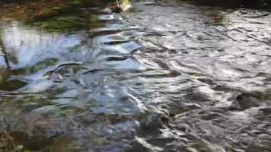 Galiçya, İspanya 'da Sil Nehri hızla akıyor