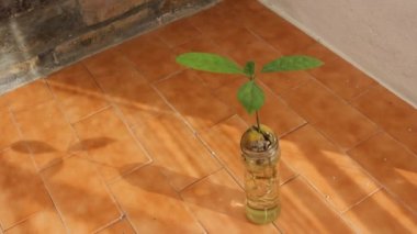 Avokado ağacı yetiştirmenin zevki