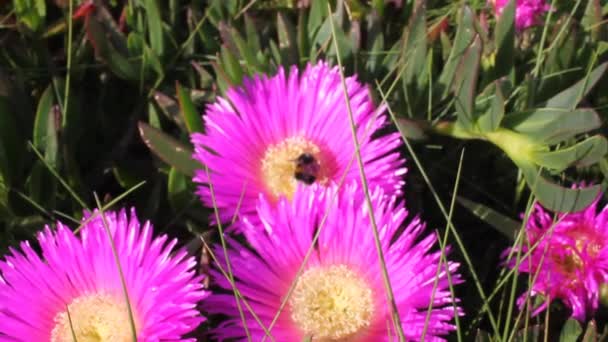 Pszczoła Wykonuje Swoją Pracę Różowych Żółtych Kwiatach — Wideo stockowe