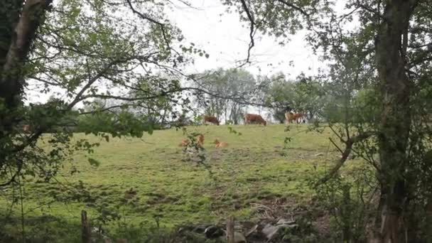 Корови Пасуться Відпочивають Полі — стокове відео
