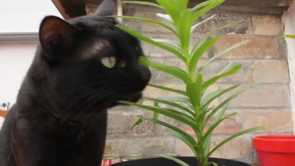Gato Comiendo Una Planta Casa — Vídeos de Stock